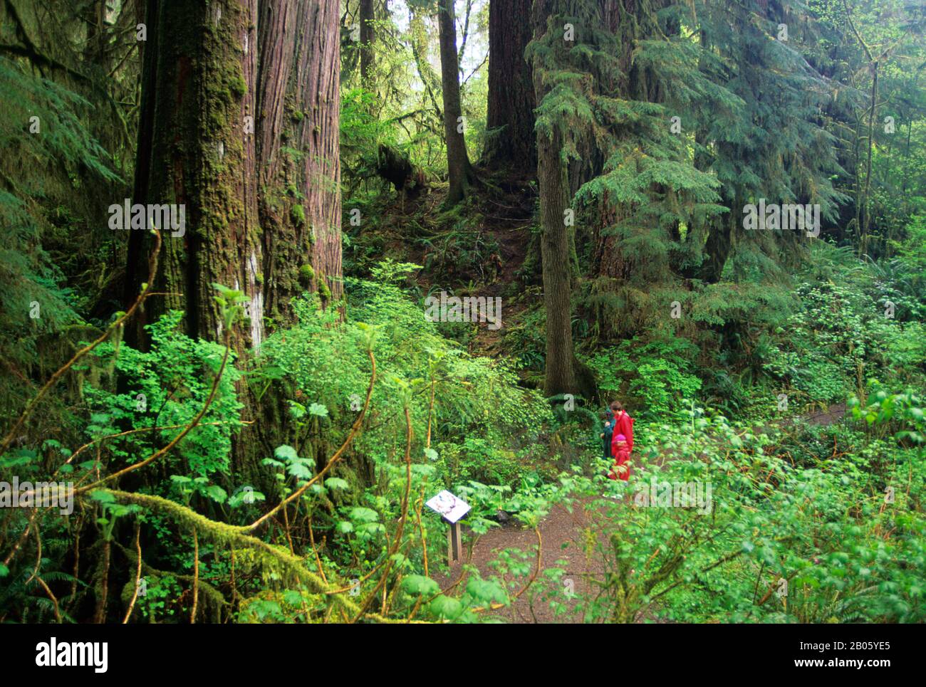 Quinault Rainforest Washington Usa Hi res Stock Photography And Images quinault-rainforest-washington-usa-hi-res-stock-photography-and-images