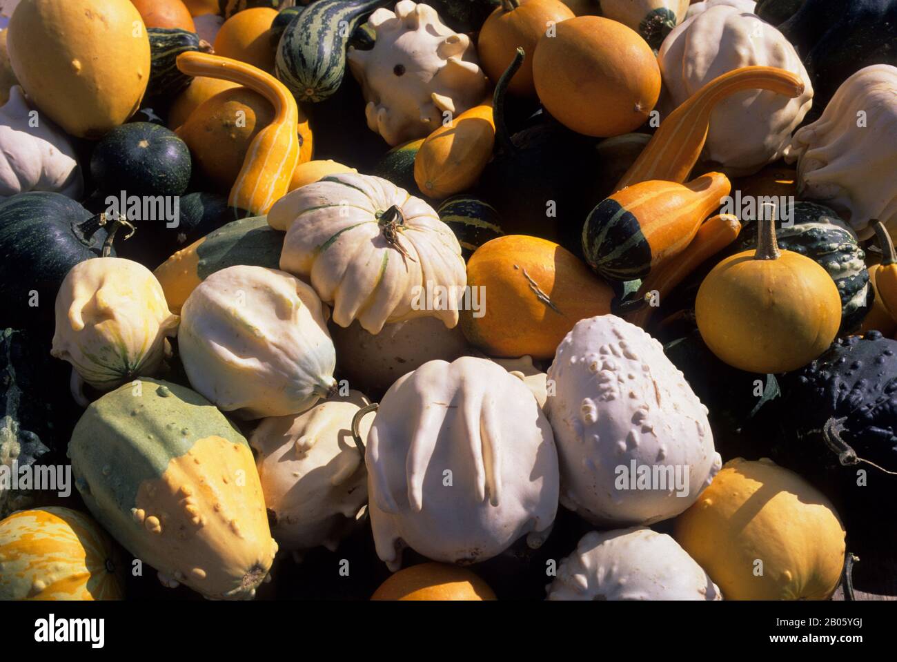 CANADA, ONTARIO, WATERLOO COUNTRY MARKET, SQUASH Stock Photo