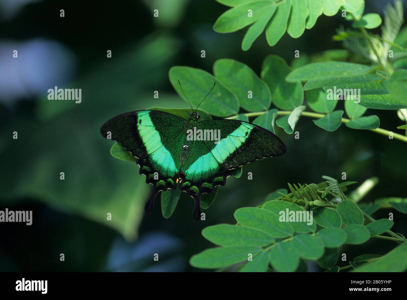 CANADA, ONTARIO, NIAGARA ONTHELAKE, BUTTERFLY GARDENS, BUTTERFLY