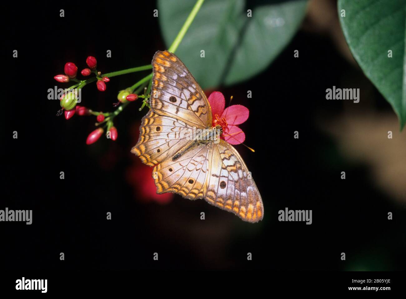 CANADA, ONTARIO, NIAGARA ONTHELAKE, BUTTERFLY GARDENS, BUTTERFLY