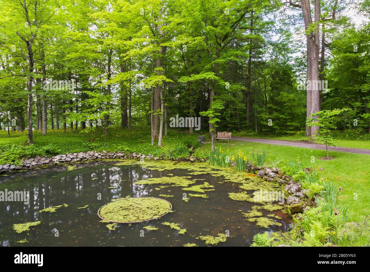 Yellow Iris pseudacorus 'Variegata' in Beaver pond with Chlorophyta - Green Algae and bordered by high back wooden sitting bench, Pteridophyta - Ferns. Stock Photo