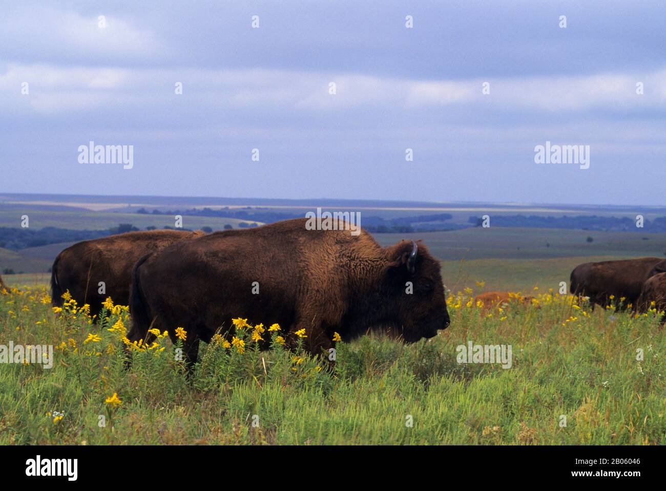 OKLAHOMA, NEAR PAWHUSKA, TALLGRASS PRAIRIE PRESERVE, BISON Stock Photo