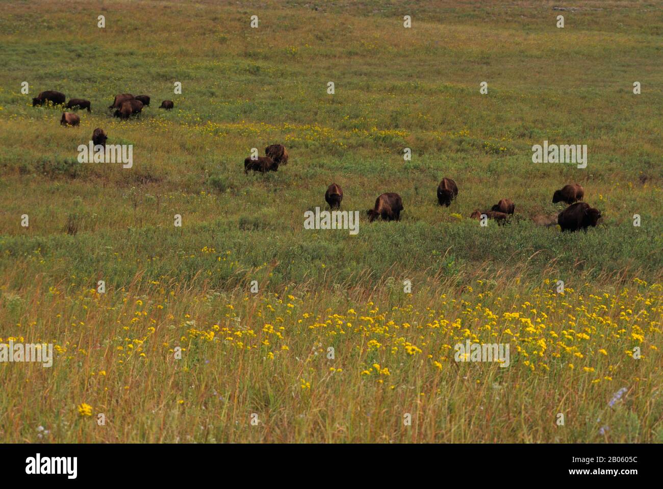 OKLAHOMA, NEAR PAWHUSKA, TALLGRASS PRAIRIE PRESERVE, BISON GRAZING ...