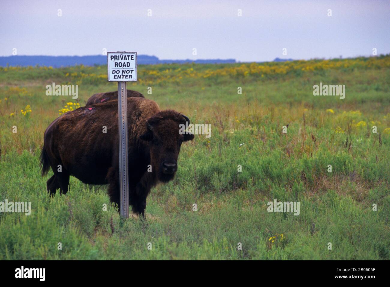 OKLAHOMA, NEAR PAWHUSKA, TALLGRASS PRAIRIE PRESERVE, BISON RUBBING ON