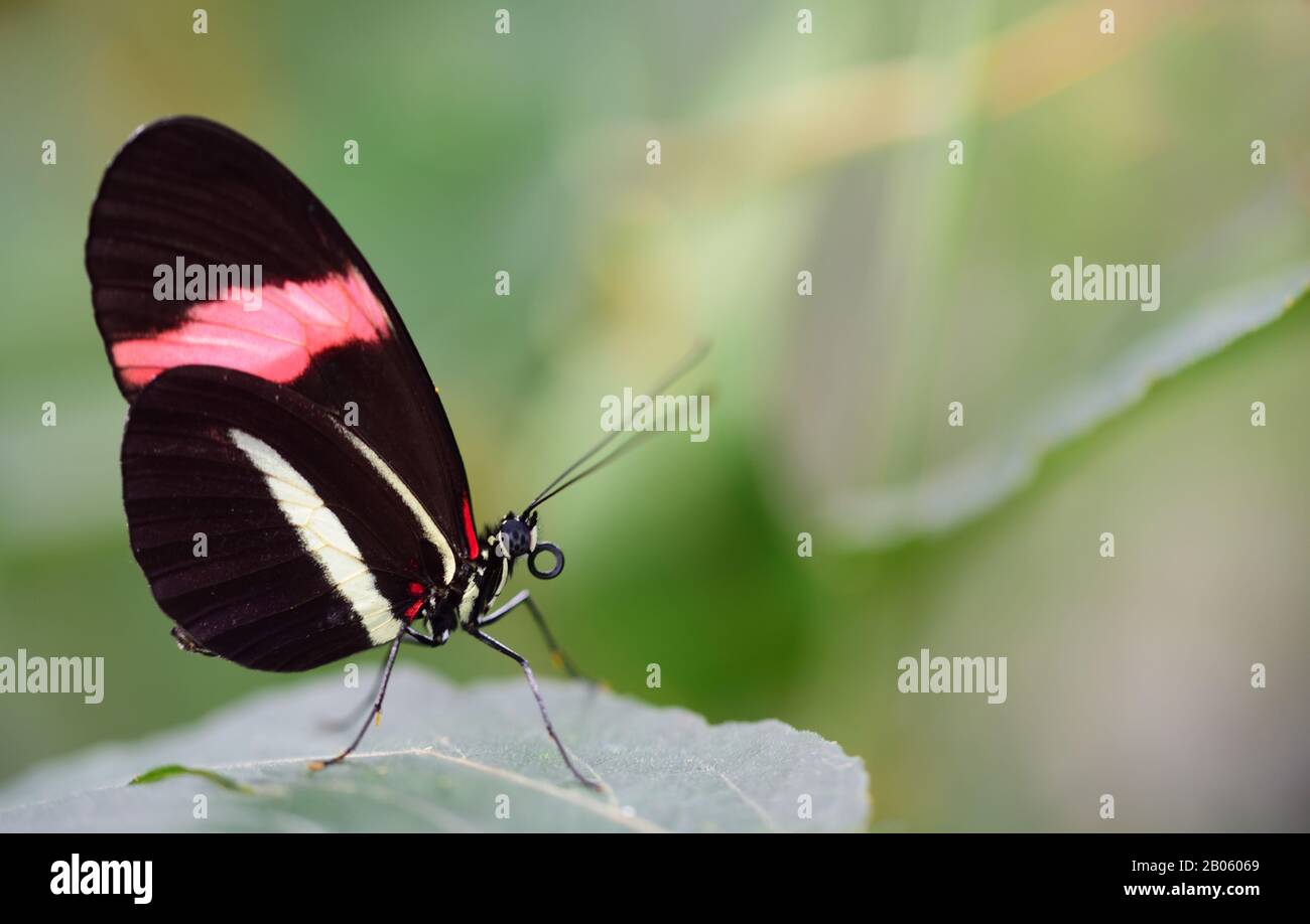 Close-up of a tropical passion butterfly on a leaf against green background with space for text Stock Photo