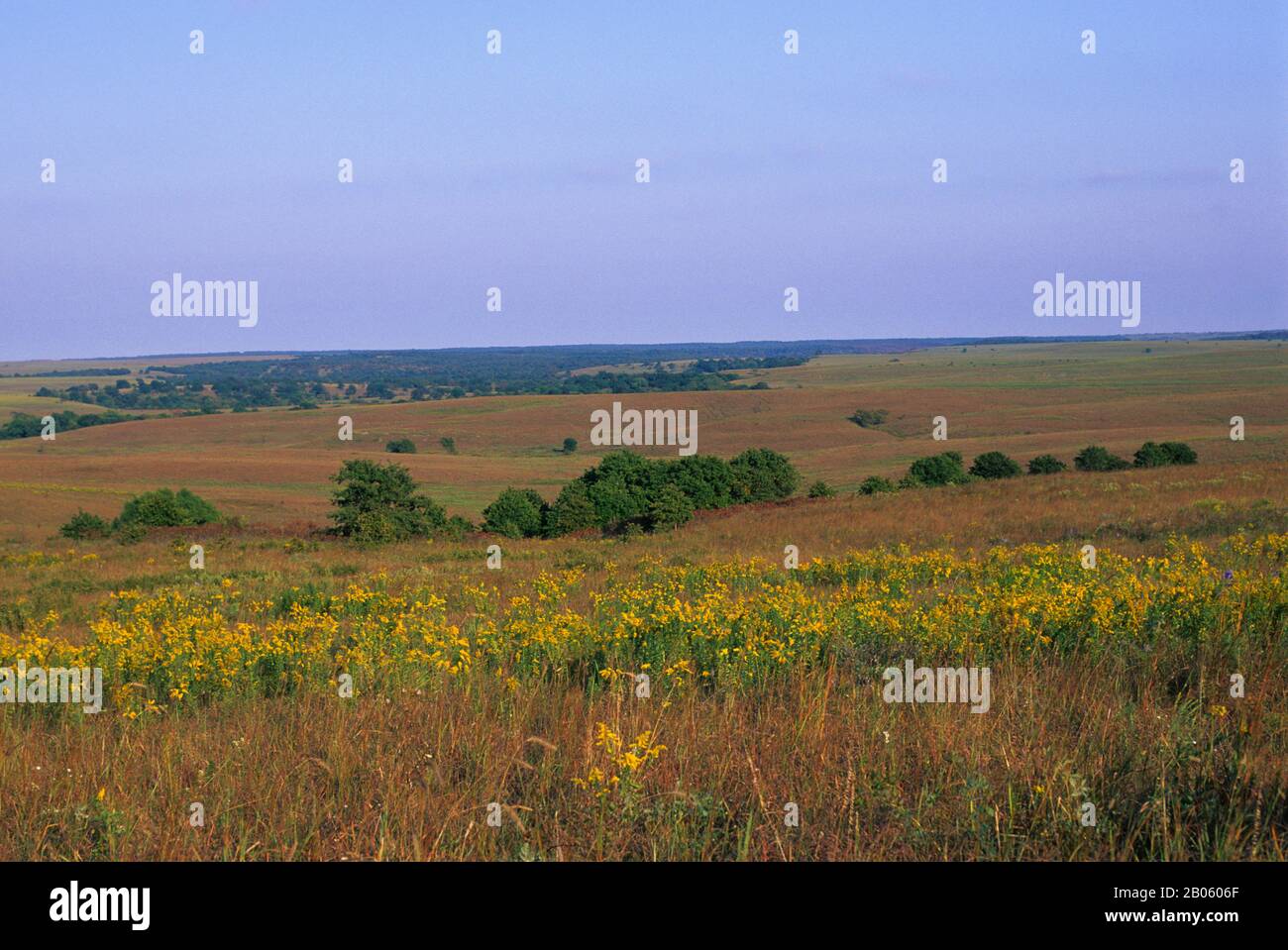 OKLAHOMA, NEAR PAWHUSKA, TALLGRASS PRAIRIE PRESERVE, GOLDENROD FLOWERS