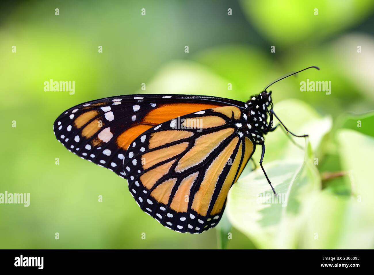 Close-up of a monarch butterfly that glows orange in the bright forest against a green background and sits on a leaf Stock Photo