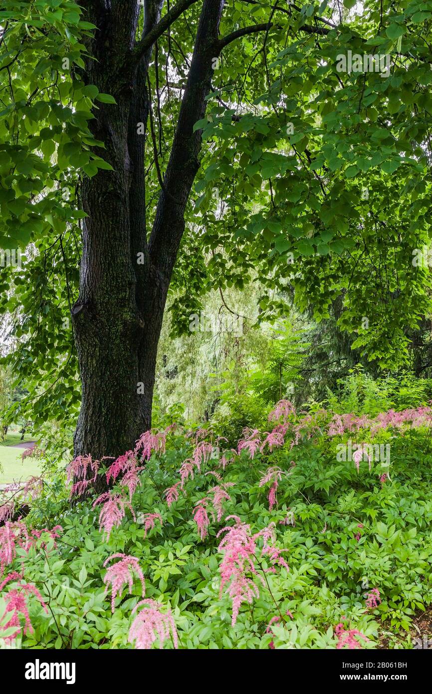 Deciduous tree underplanted with pink Astilbe flowers in summer, Centre de  la Nature public garden, Laval, Quebec, Canada Stock Photo - Alamy