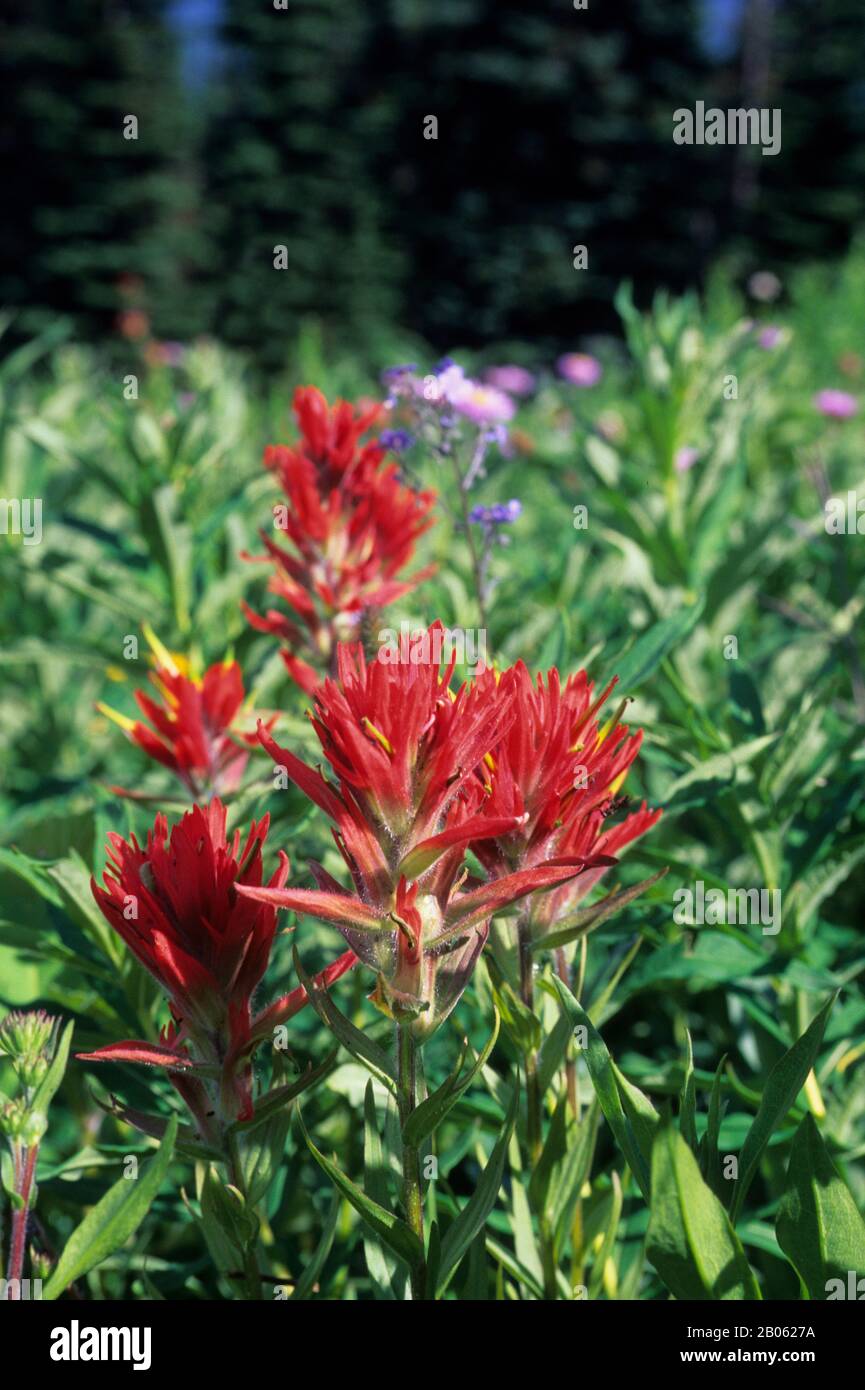 Indian paintbrush wildflowers hi-res stock photography and images - Alamy