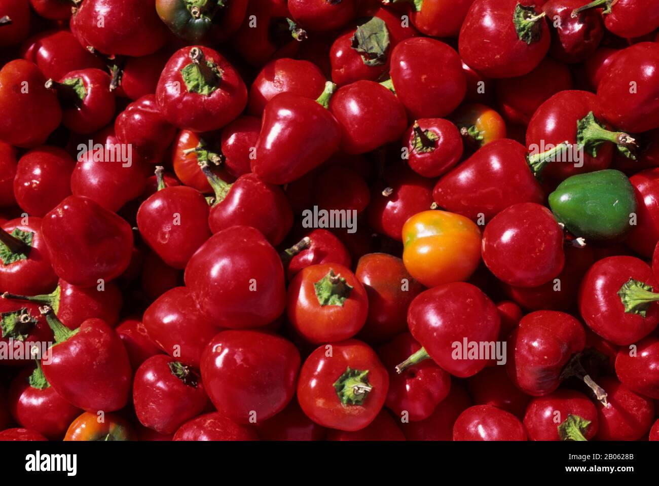 USA, WASHINGTON, REDMOND, FARMER'S MARKET, PRODUCE STAND, PEPPERS, HOT CHERRY BOMBS Stock Photo