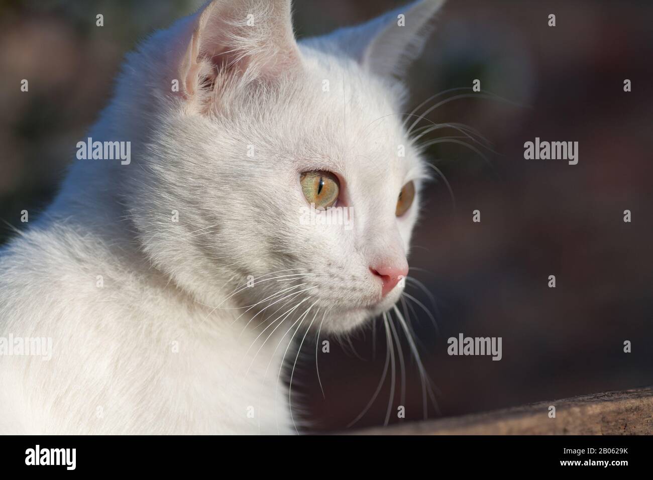 Russian best sale white cat