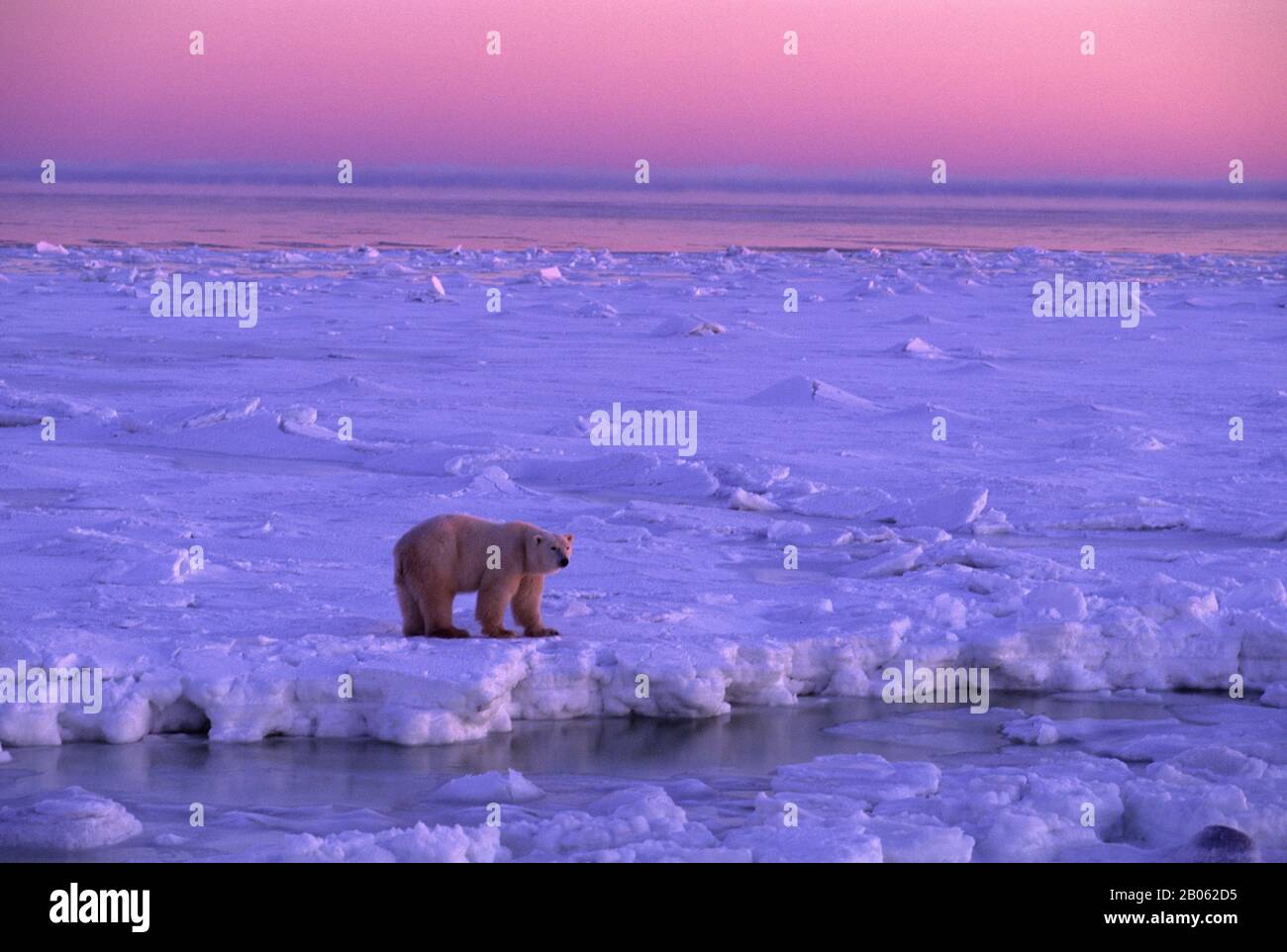 CANADA, MANITOBA, NEAR CHURCHILL, HUDSON BAY, POLAR BEAR ON ICE, AT SUNRISE Stock Photo