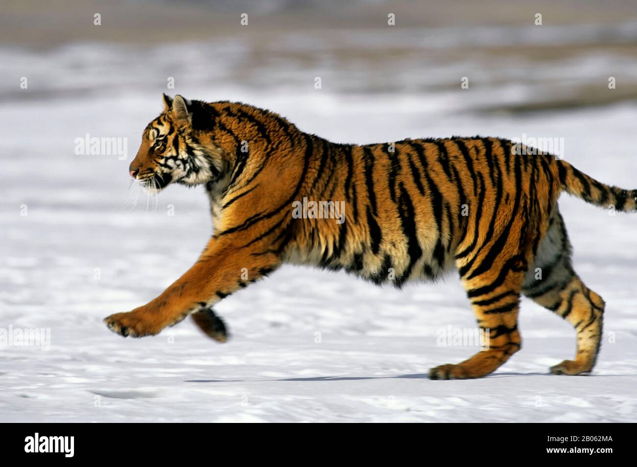 С какой скоростью бегает тигра. Тигр бегает. Тигр. Скорость тигра. Африканский тигр.