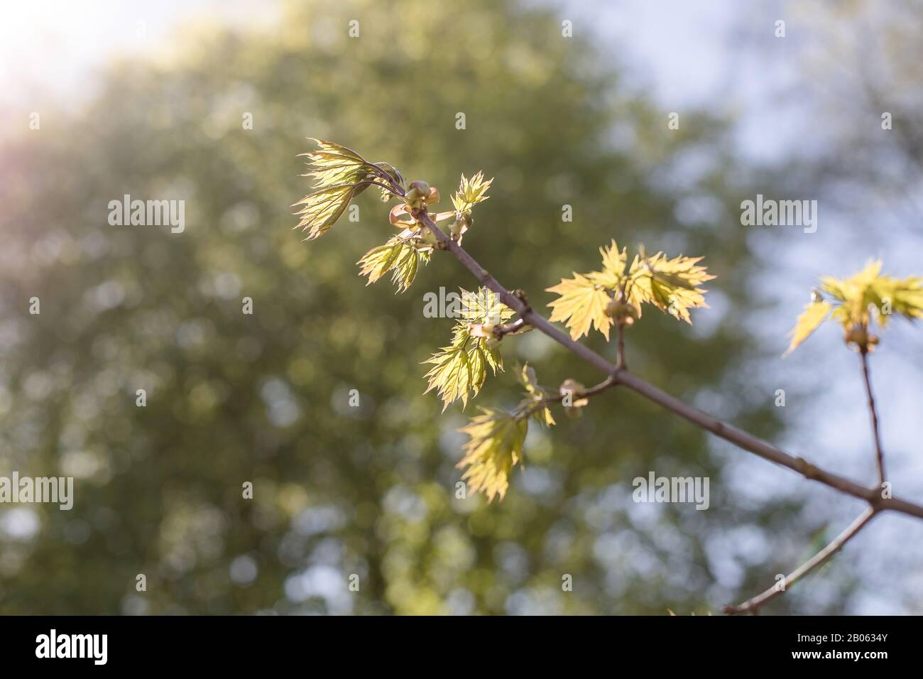 Maple tree.Spring has come, the first green. Nature wakes up. Dissolve