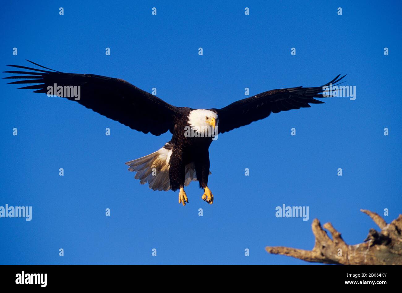 USA, ALASKA, HOMER SPIT, BALD EAGLE FLYING, APPROACHING LANDING Stock