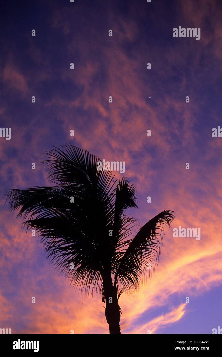 MEXICO, BAJA CALIFORNIA, LOS CABOS, PALM TREE, SILHOUETTE IN SUNSET