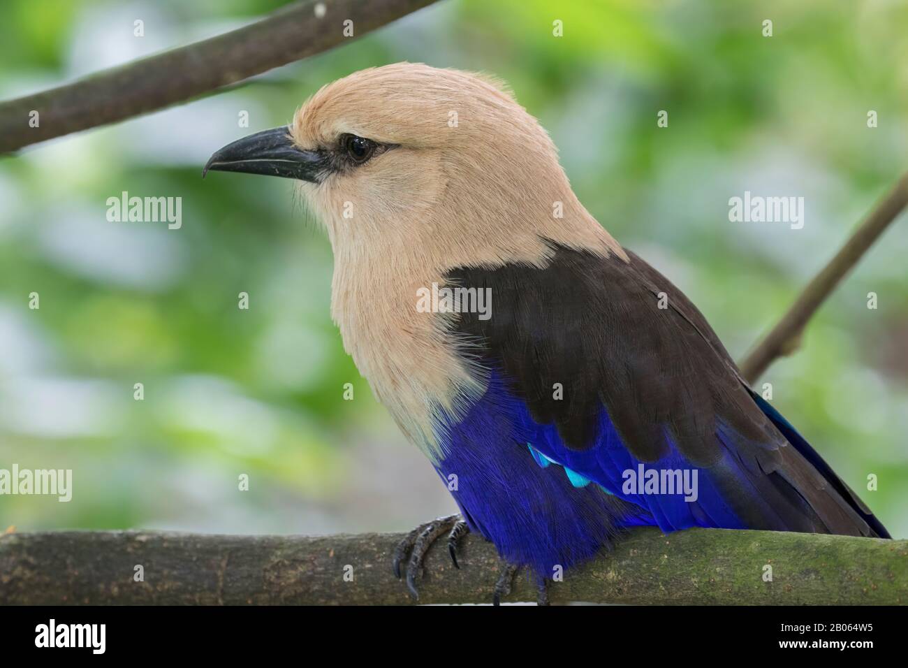 Blue-bellied roller (Coracias cyanogaster) close up Stock Photo