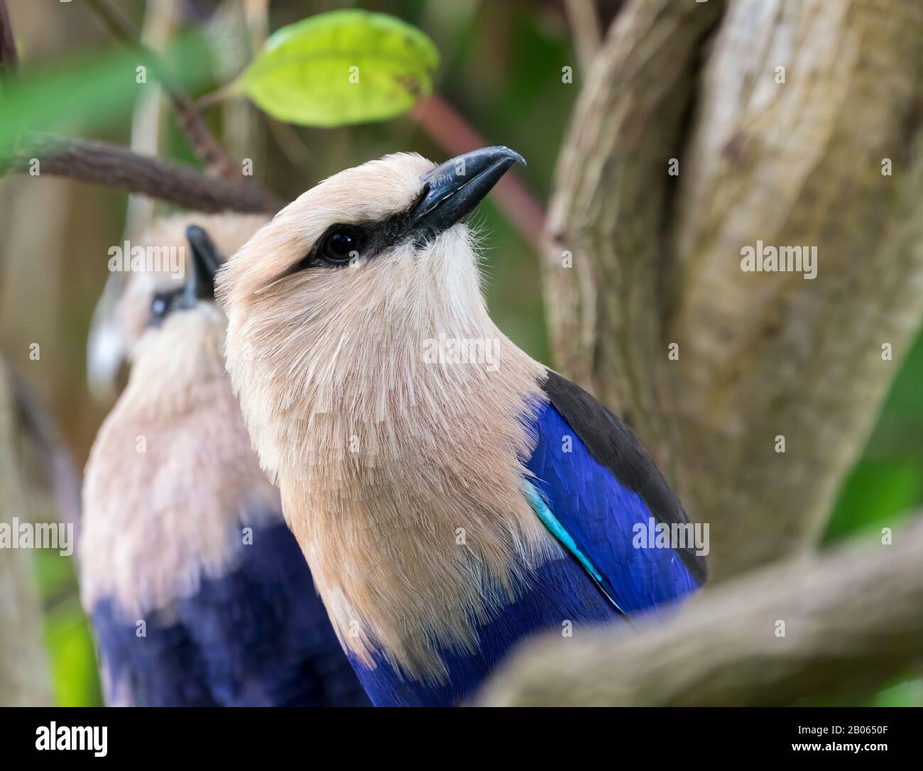 The couple of blue-bellied rollers (Coracias cyanogaster) close up Stock Photo