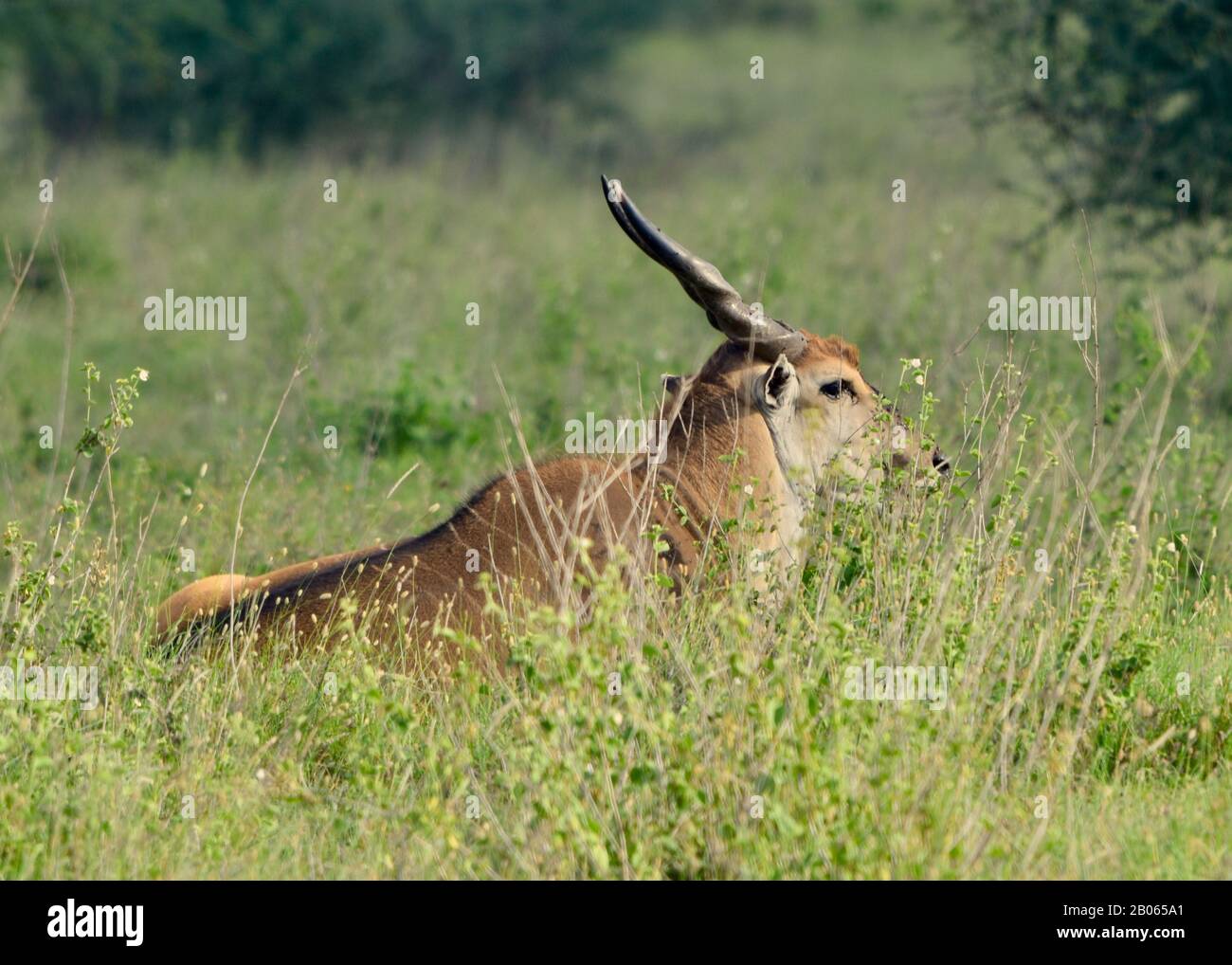 An Eland rests in tall grass in Nairobi National Park, Kenya. (Taurotragus oryx) Stock Photo