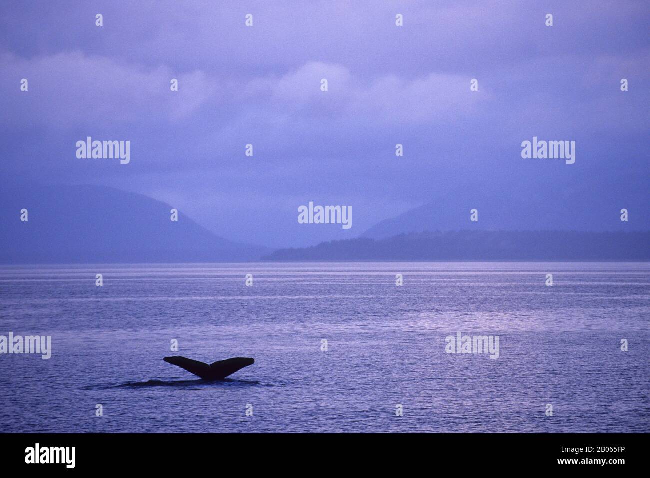 USA, ALASKA, TONGASS NATIONAL FOREST, ICY STRAIT, HUMPBACK WHALE Stock Photo