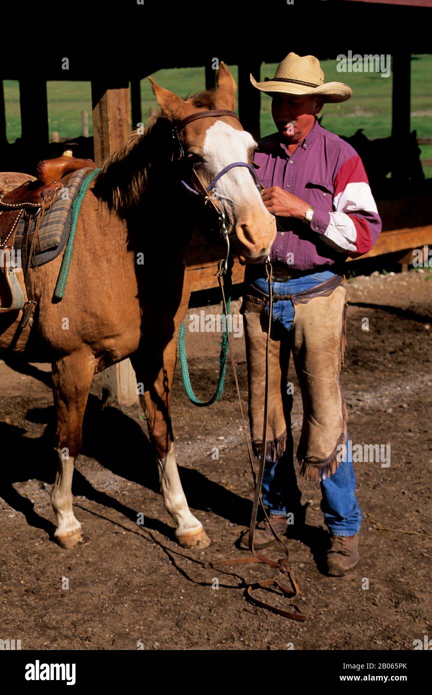 CANADA, ALBERTA, NEAR CALGARY, BAR C RANCH RESORT, HORSE STABLES