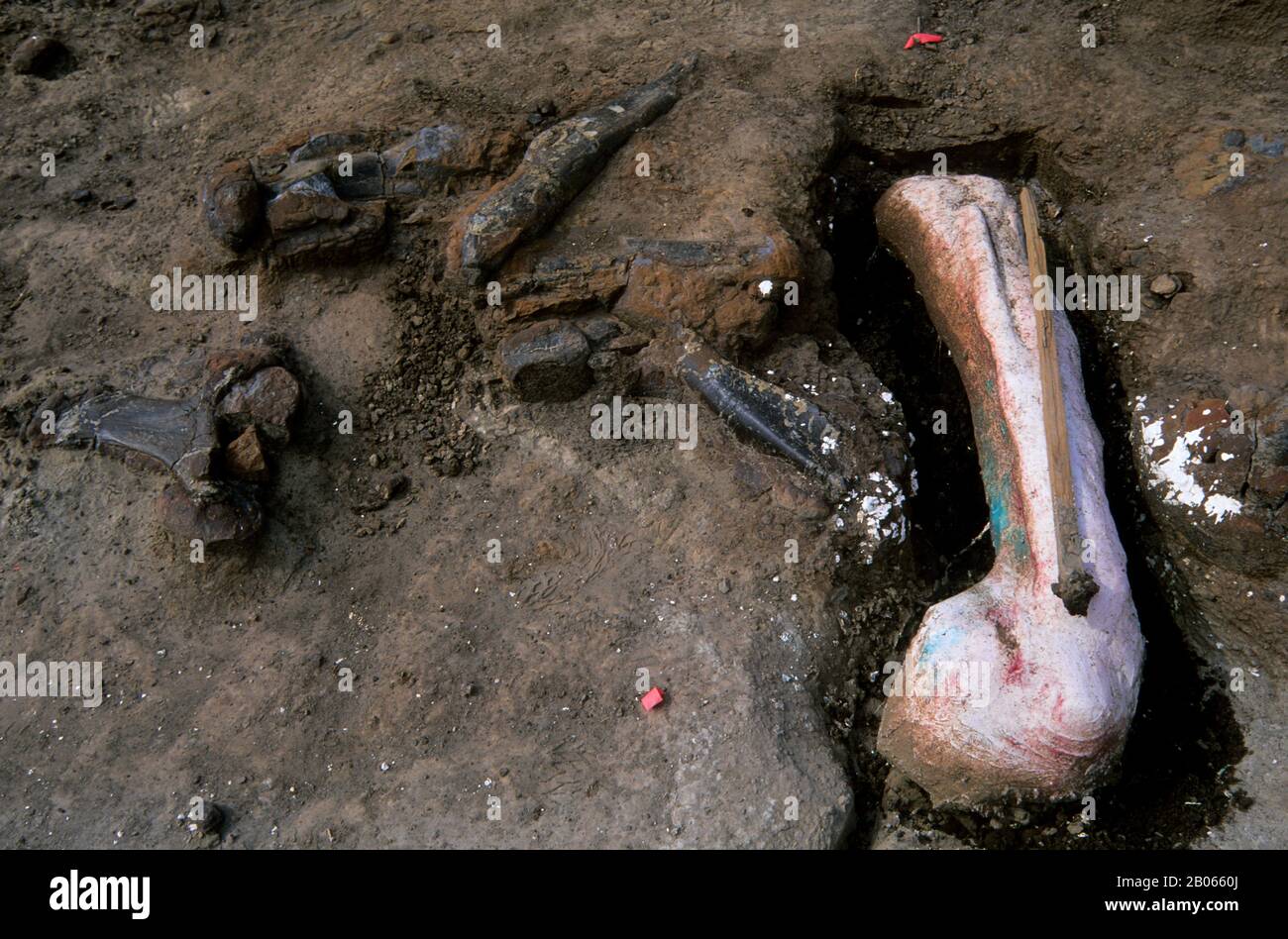 CANADA, ALBERTA, DRUMHELLER, ROYAL TYRRELL MUSEUM, DINOSAUR DIG, BONE IN CAST FOR TRANSPORTATION Stock Photo