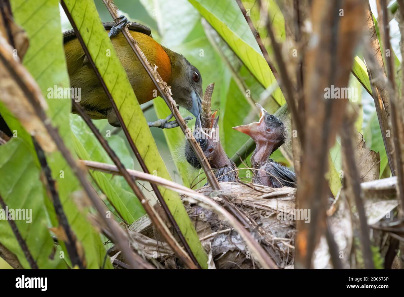 Scarlet tanager nest hi-res stock photography and images - Alamy