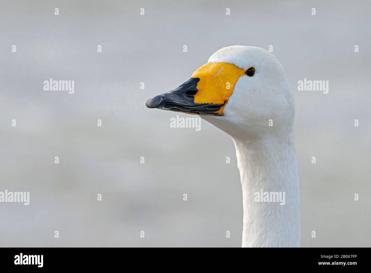 Portrait of an adult Whooper Swan (Cygnus cygnus) Stock Photo