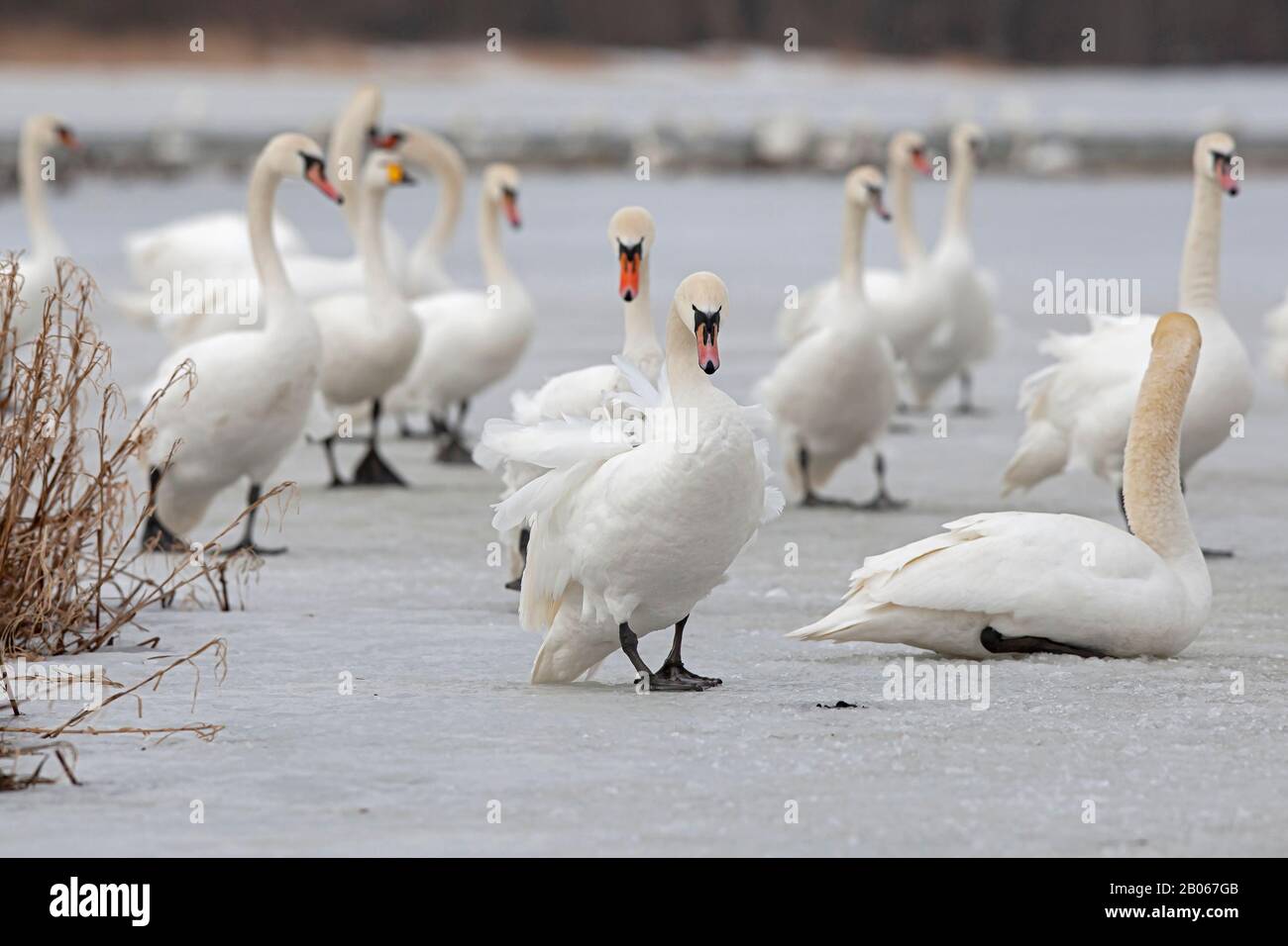 Mute Swan (Cygnus olor) walking on ice Stock Photo