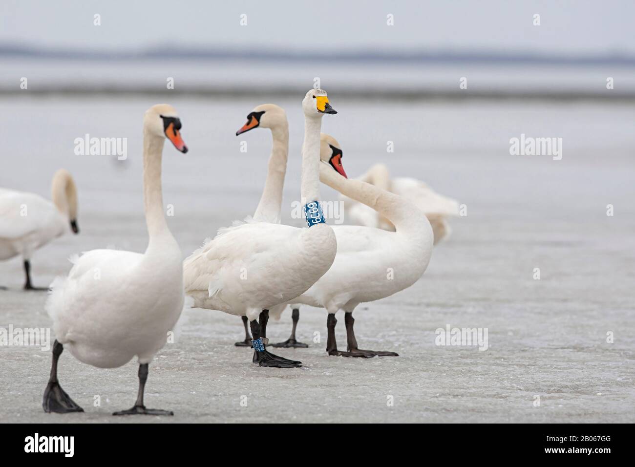 Adult Whooper Swan (Cygnus cygnus) with blue neckband and Mute Swans (Cygnus olor) Stock Photo