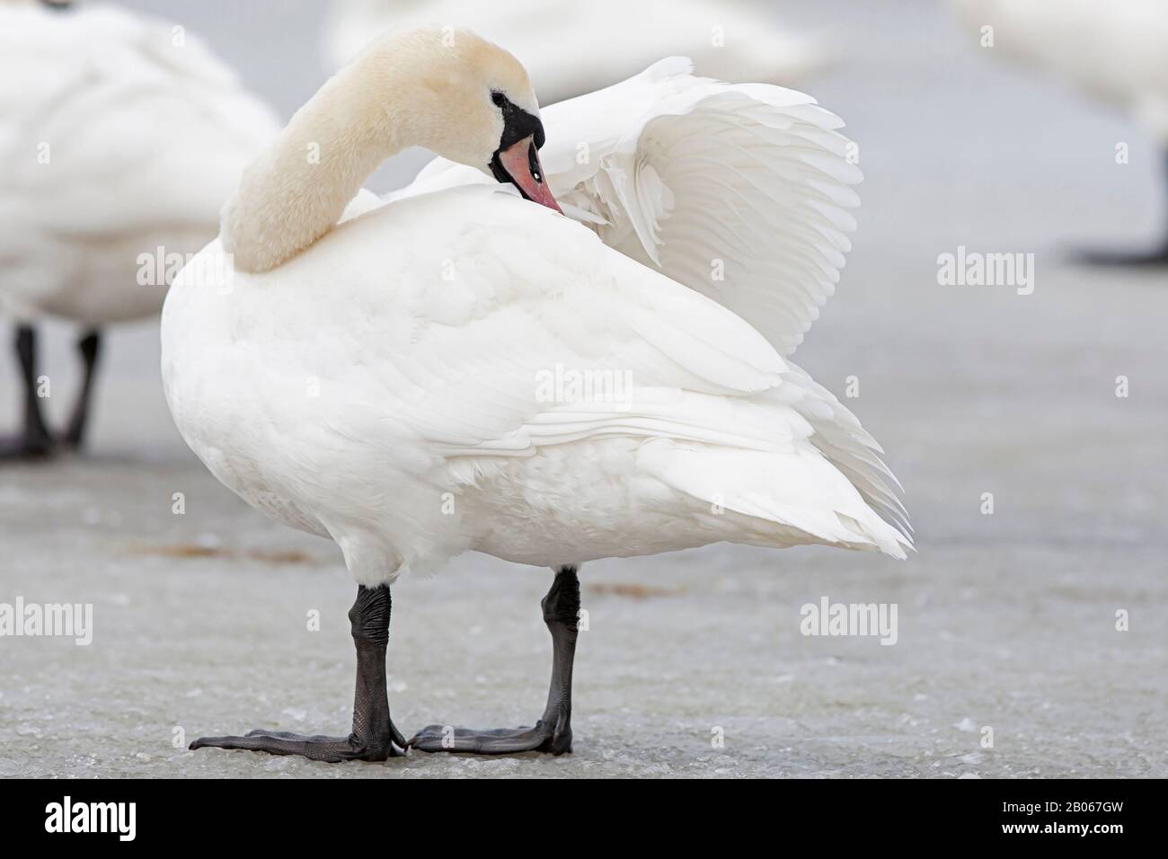 Preening adult Mute Swan (Cygnus olor) Stock Photo