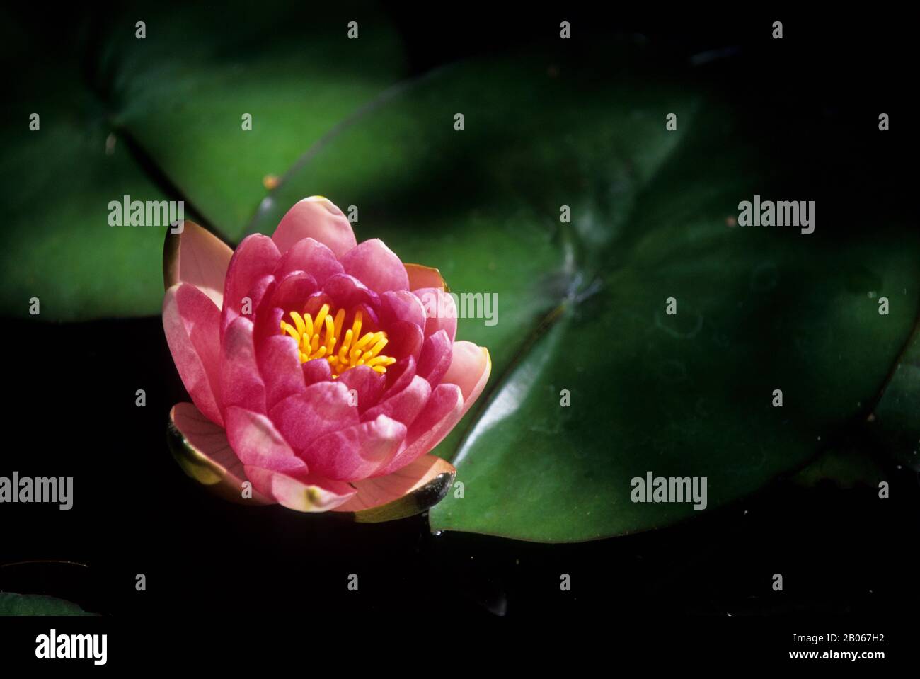 USA WASHINGTON BELLEVUE, POND WITH HARDY WATER LILY, CLOSE-UP Stock Photo