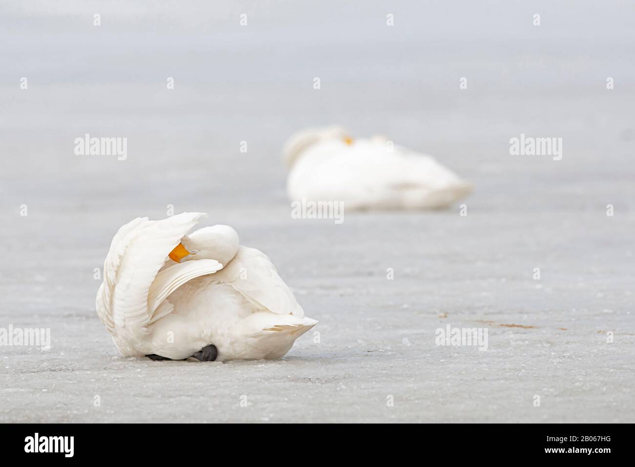 Preening adult Whooper Swan (Cygnus cygnus) Stock Photo