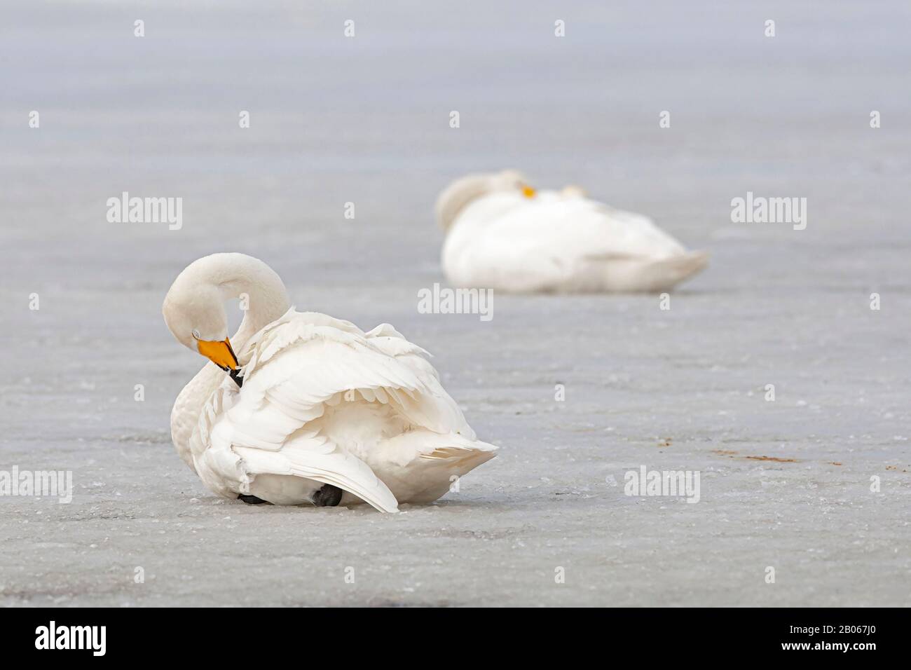 Preening adult Whooper Swan (Cygnus cygnus) Stock Photo