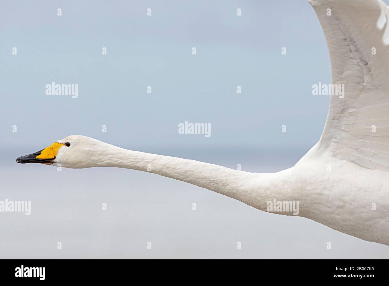 Flying adult Whooper Swan (Cygnus cygnus) Stock Photo