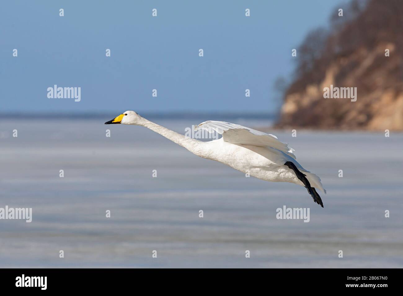 Landing adult Whooper Swan (Cygnus cygnus) Stock Photo