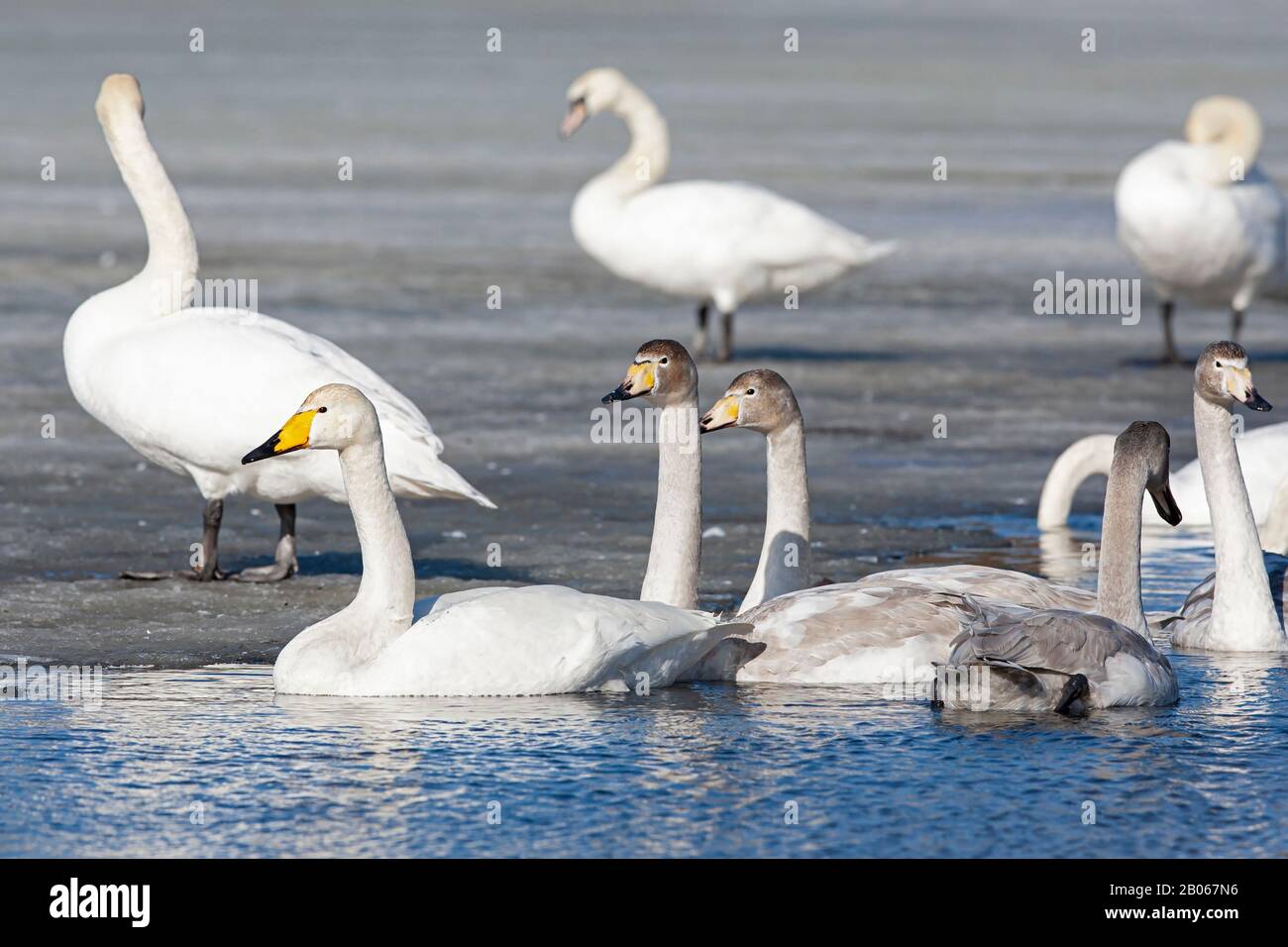 Family of Whooper Swan (Cygnus cygnus) Stock Photo