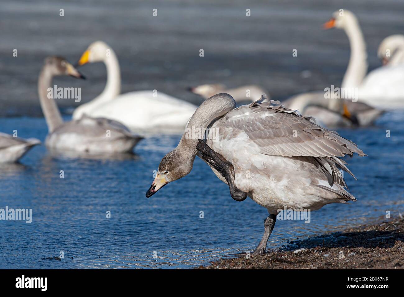 Preening immature Whooper Swan (Cygnus cygnus) Stock Photo