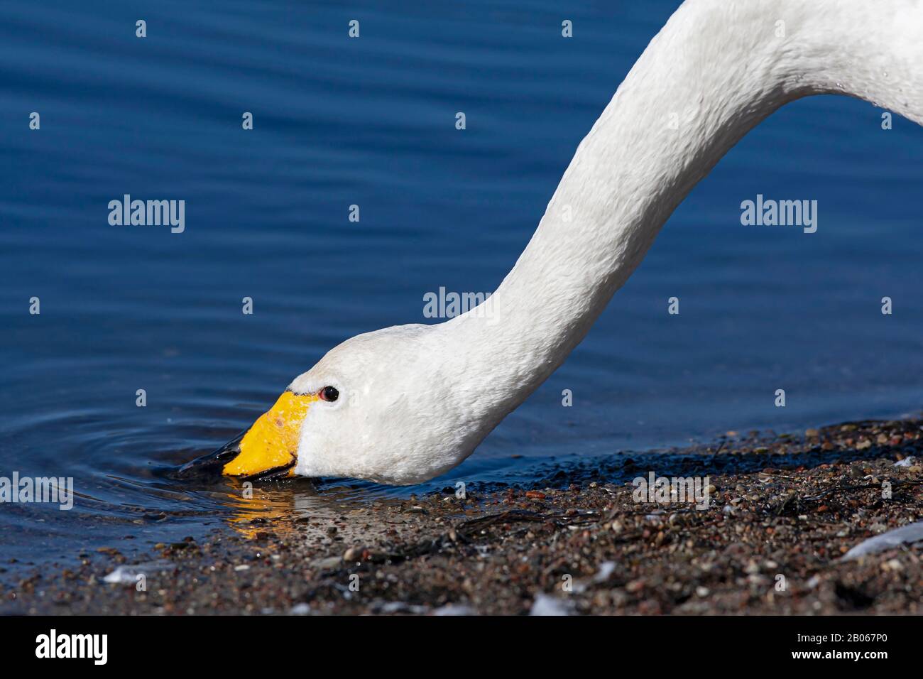 Drinking Whooper Swan (Cygnus cygnus) Stock Photo