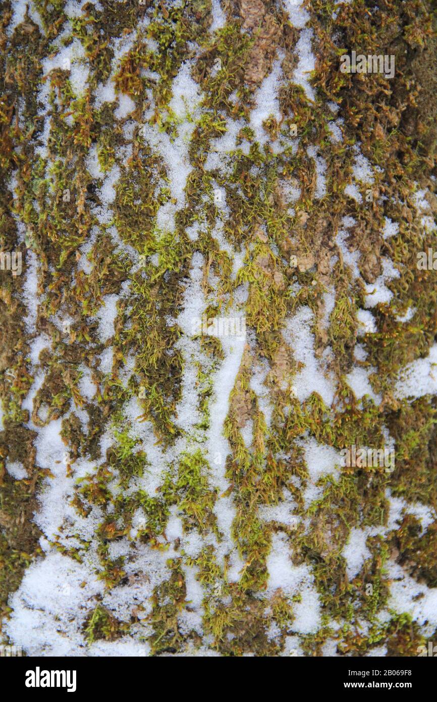 Old tree trunk overgrown green hi-res stock photography and images - Alamy