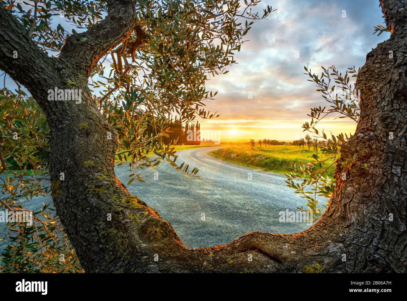 Olive Tree branches and bark, cypresses and country road on background at sunset. Casale Marittimo. Pisa, Tuscany, Italy. Stock Photo