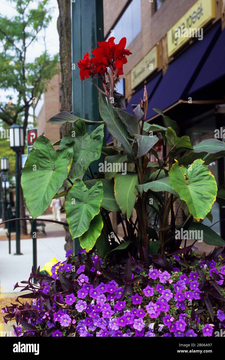 USA, MICHIGAN, NEAR DETROIT, ROYAL OAK, FLOWER BASKET, PETUNIAS & CANNA
