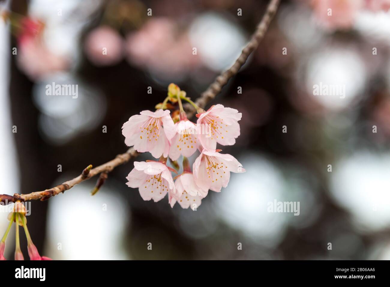 Sakura flower blooming hi-res stock photography and images - Alamy