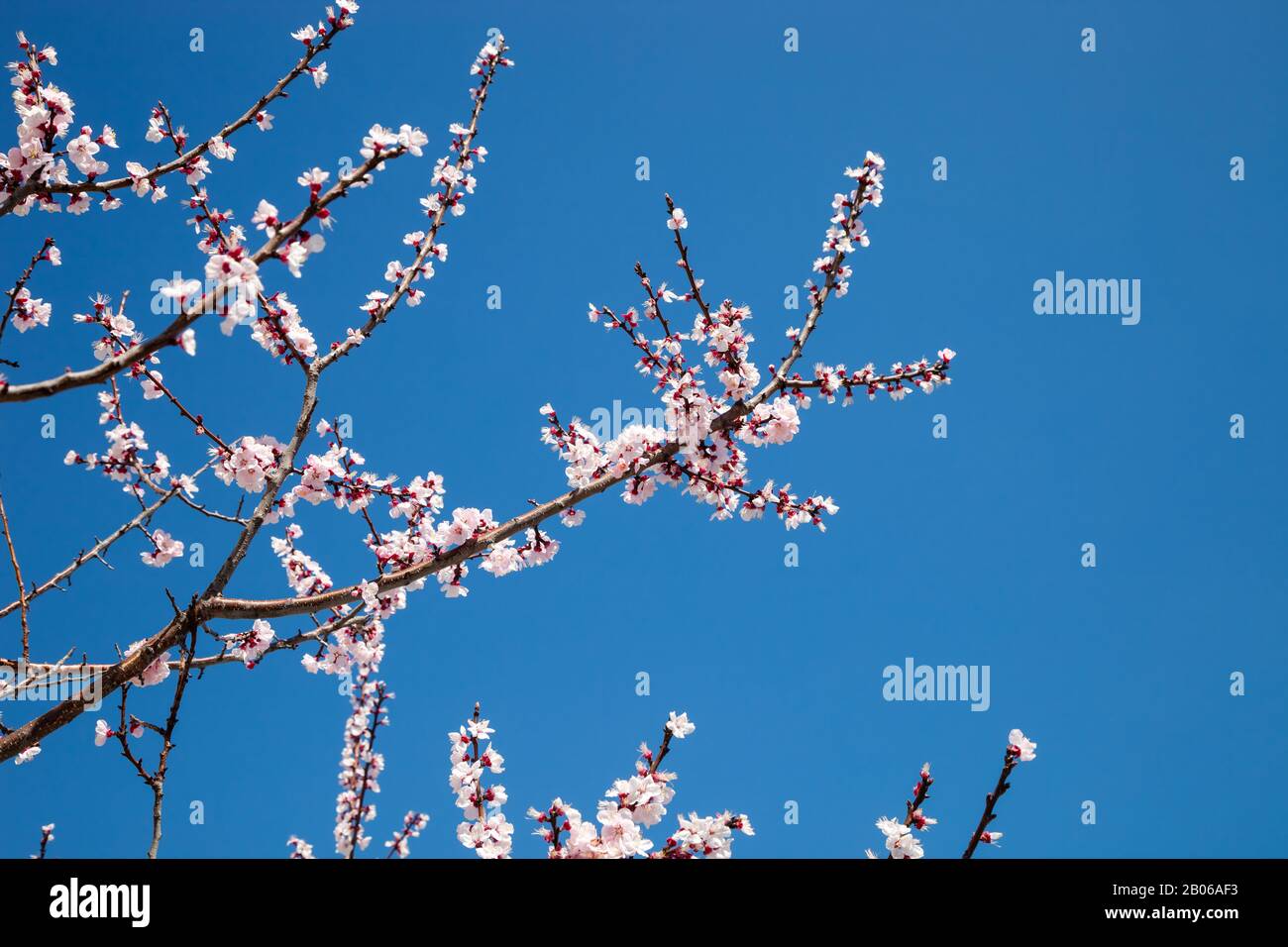 Pink blossom sakura flowers on a spring day in Japan., Beautiful ...
