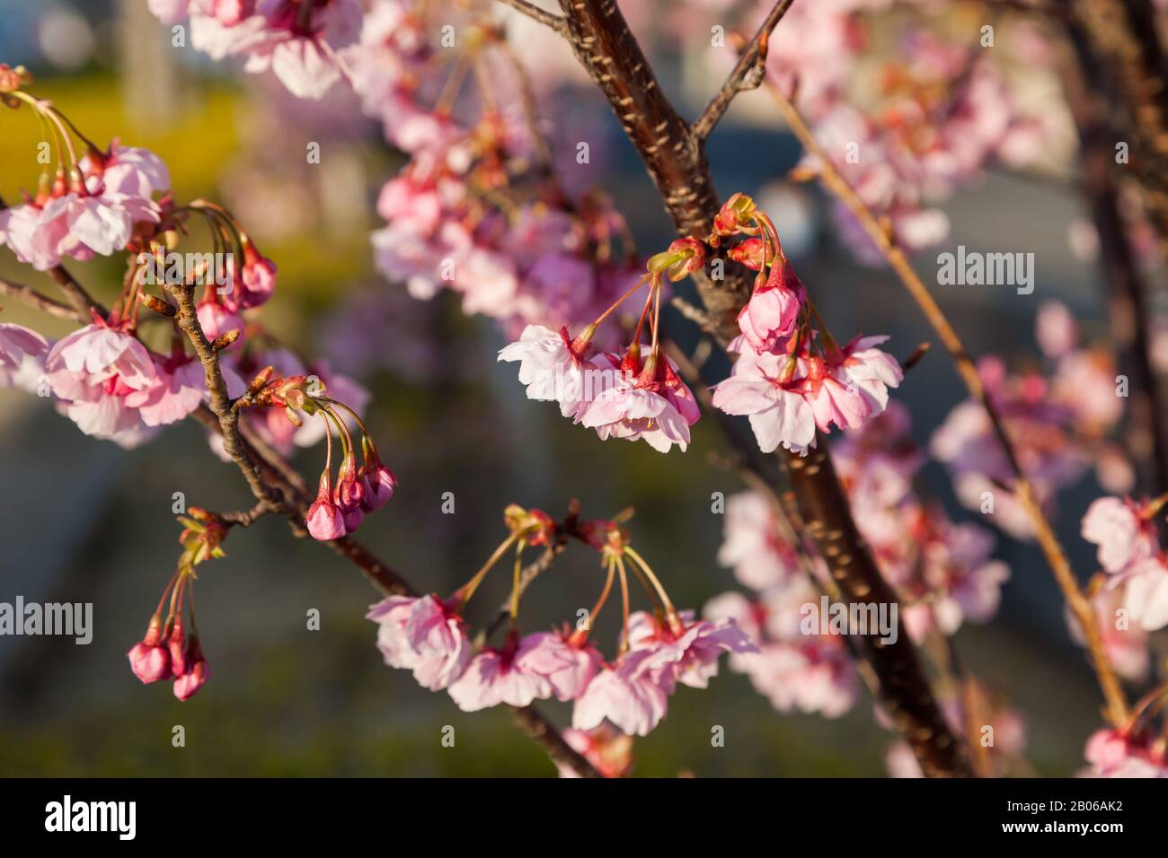 Pink blossom sakura flowers on a spring day in Japan., Beautiful ...