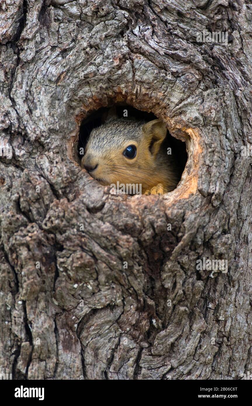 USA, TEXAS, HILL COUNTRY NEAR HUNT, EASTERN FOX SQUIRREL PEEKING OUT OF TREE HOLE (NEST) Stock Photo