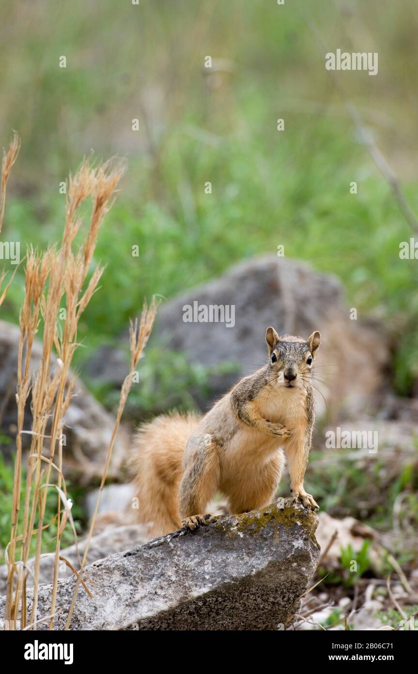 USA, TEXAS, HILL COUNTRY NEAR HUNT, EASTERN FOX SQUIRREL ON ROCK Stock Photo