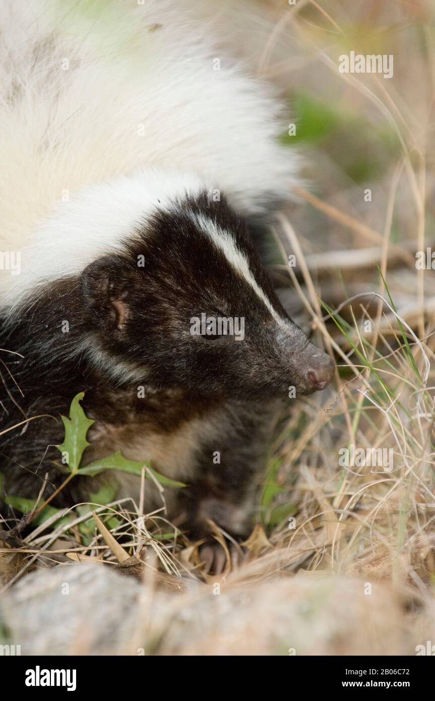 Texas Skunks USA, TEXAS, HILL COUNTRY NEAR HUNT, STRIPED SKUNK Mephitis mephitis ...