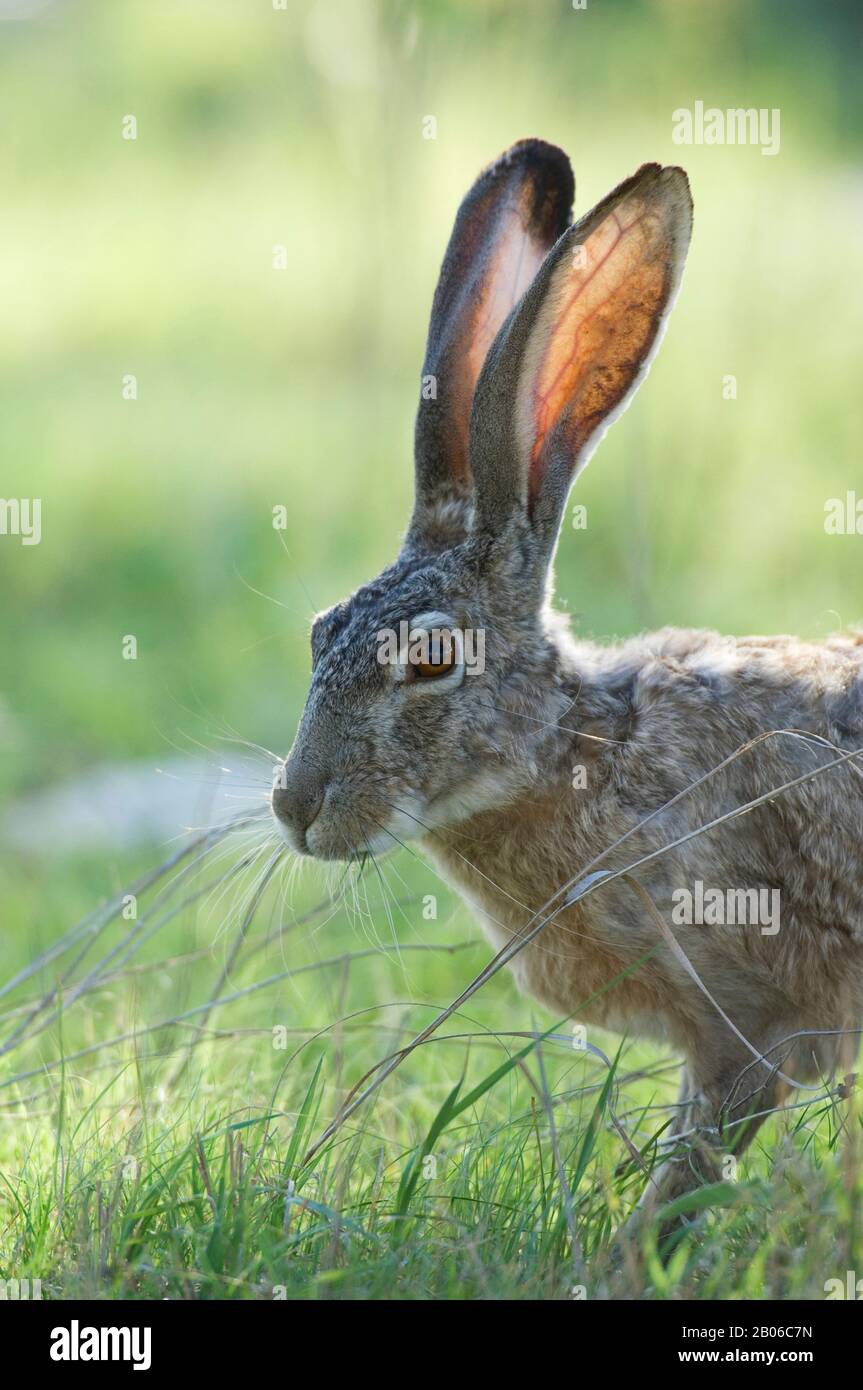 American jack rabbit hires stock photography and images Alamy