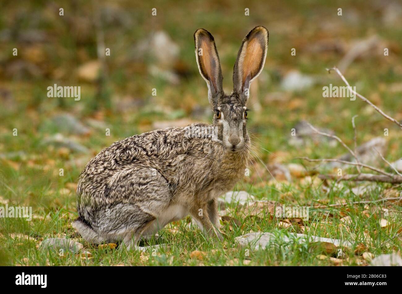 American jack rabbit hires stock photography and images Alamy